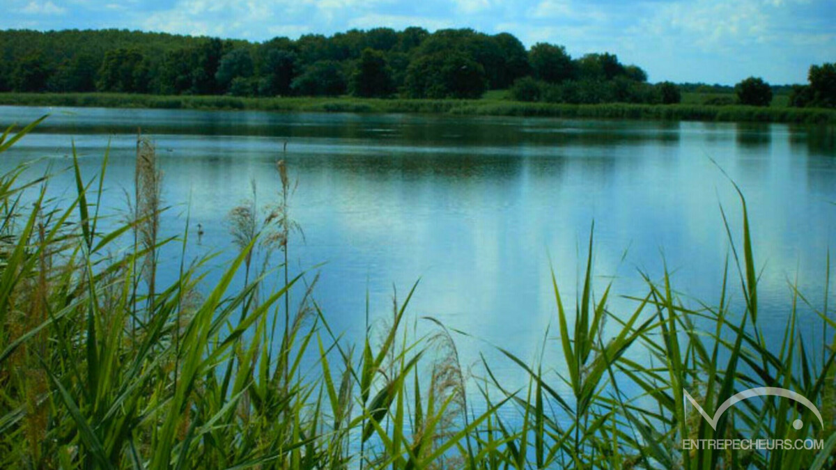 étang