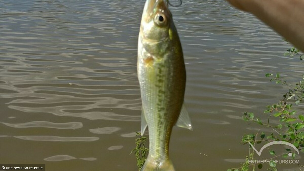 Etang meys