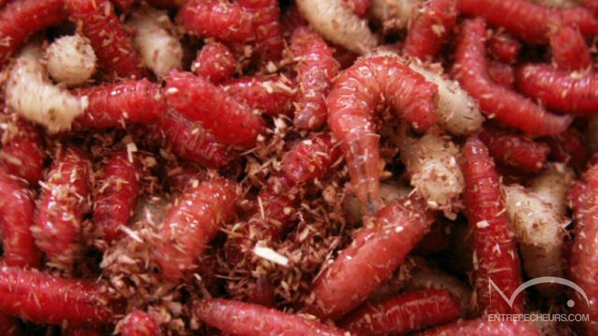 Asticots