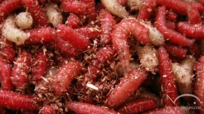 Asticots