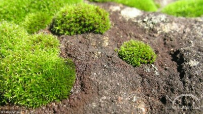 Mousse verte