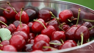Fruits