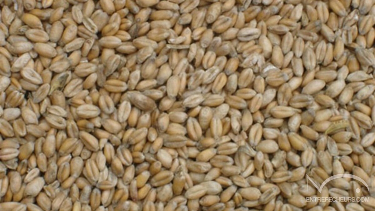 Blé