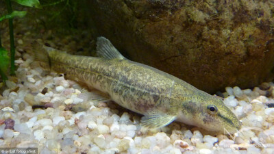 Loche Franche