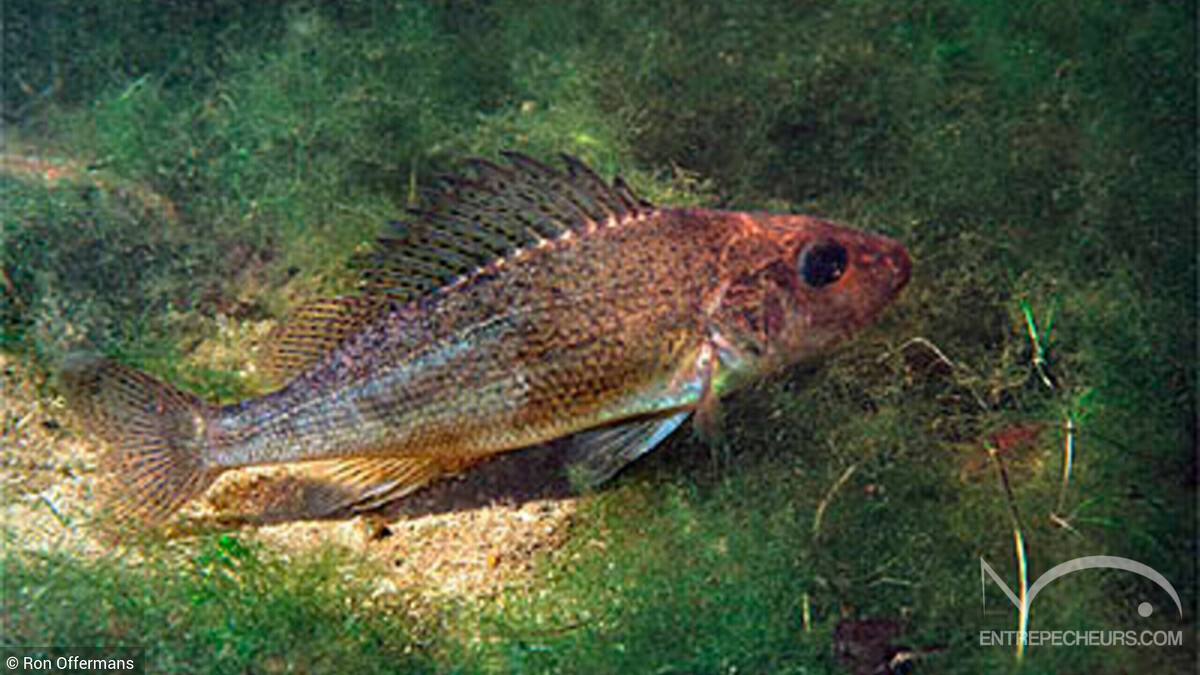 Grémille