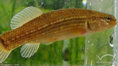 Poisson-chien
