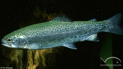 Truite de mer