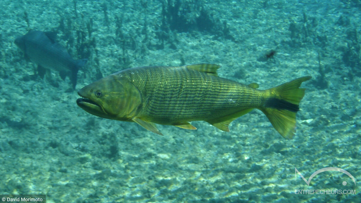 Dorado