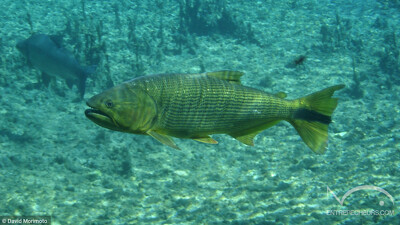 Dorado