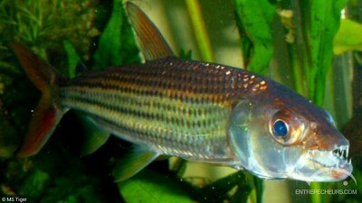 Poisson-tigre