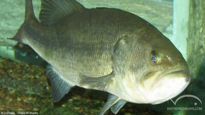 Black-bass