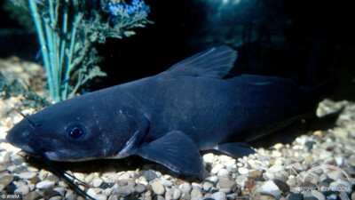 Poisson-chat