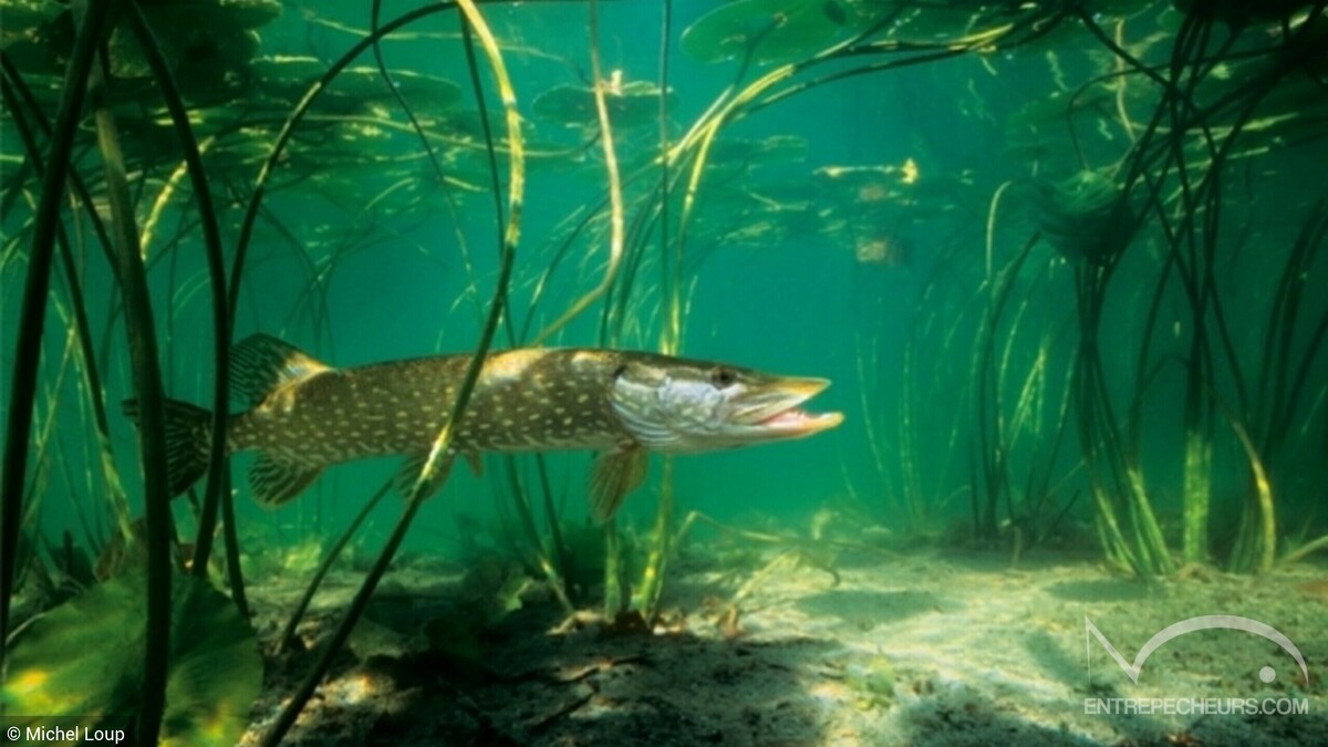 Brochet