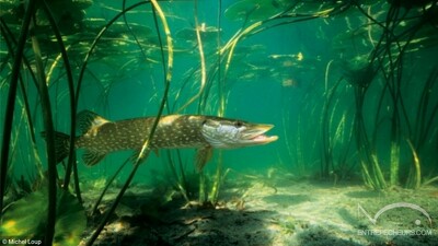 Brochet