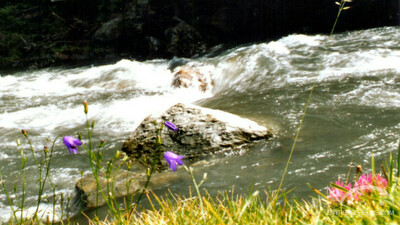 Le torrent
